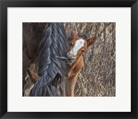 Framed Ochoco Wild Foal - Big Summit HMA Print