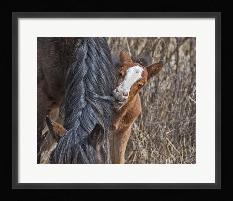 Framed Ochoco Wild Foal - Big Summit HMA Print