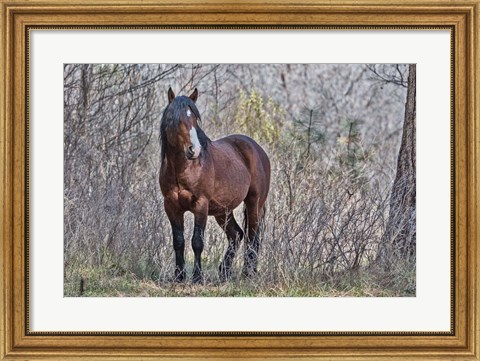 Framed Ochoco Wild Stallion - Big Summit Print