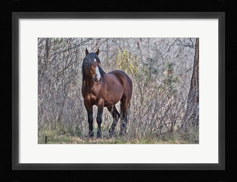 Framed Ochoco Wild Stallion - Big Summit Print