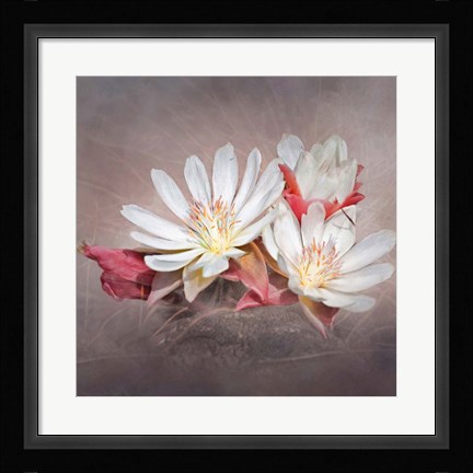 Framed Bitterroot Print