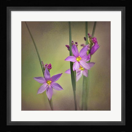 Framed Blue-Eyed Grass Ochoco Print