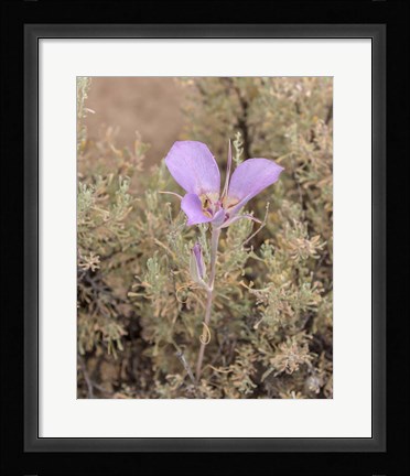Framed Mariposa Lily Print