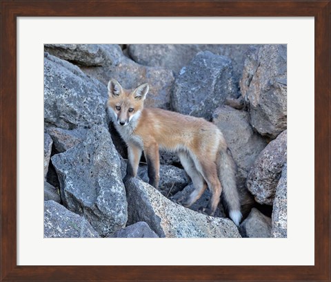 Framed Red Fox Kit I Print