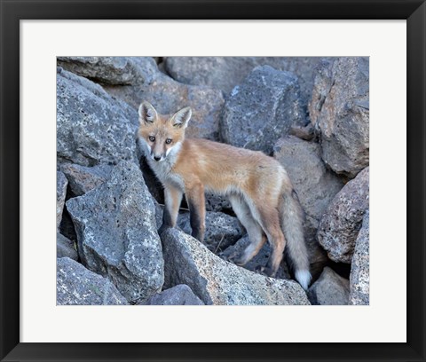 Framed Red Fox Kit I Print