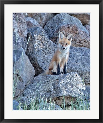 Framed Red Fox Kit II Print