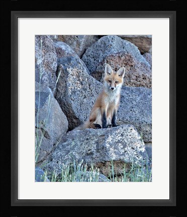Framed Red Fox Kit II Print