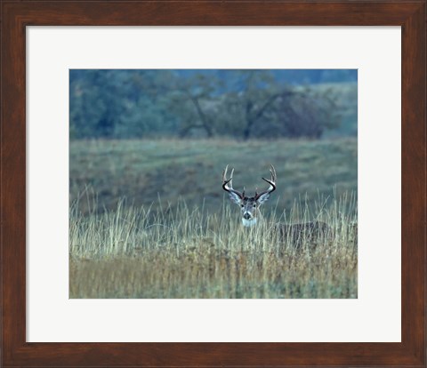 Framed Montana Whitetail Buck Print