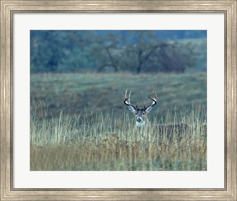 Framed Montana Whitetail Buck Print