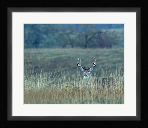 Framed Montana Whitetail Buck Print