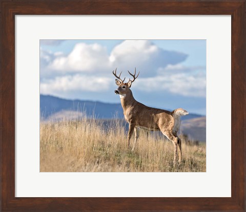 Framed Montana Whitetail Buck II Print