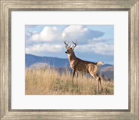 Framed Montana Whitetail Buck II Print