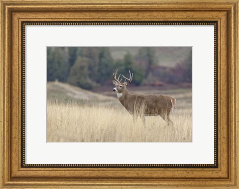 Framed Montana Whitetail Buck III Print