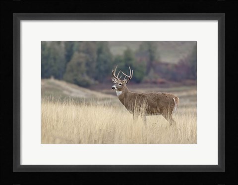 Framed Montana Whitetail Buck III Print