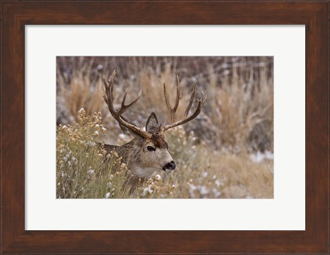 Framed Mule Deer Buck Print
