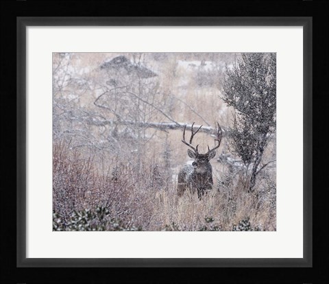 Framed Mule Deer Buck - Steens Mountain Print