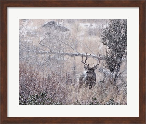 Framed Mule Deer Buck - Steens Mountain Print