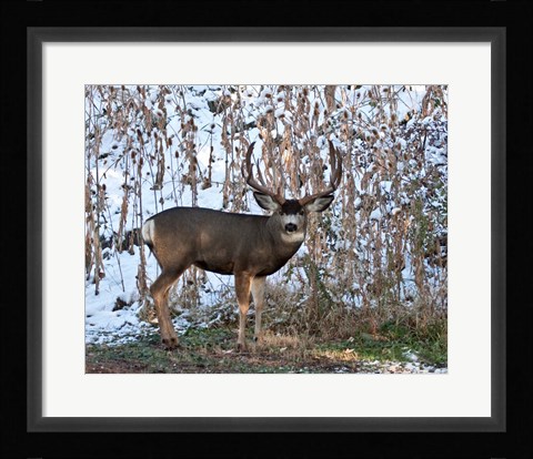 Framed Mule Deer Buck Print