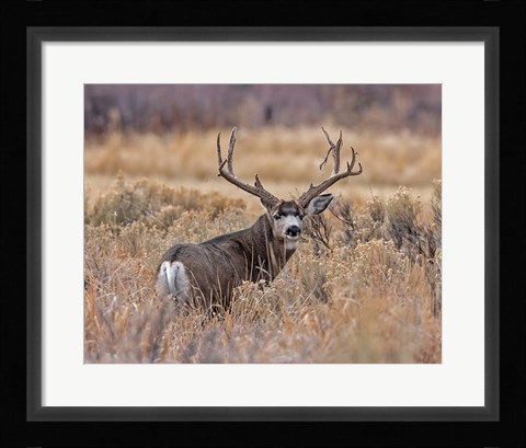 Framed Mule Deer Buck II Print
