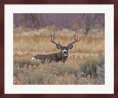 Framed Mule Deer Buck III Print