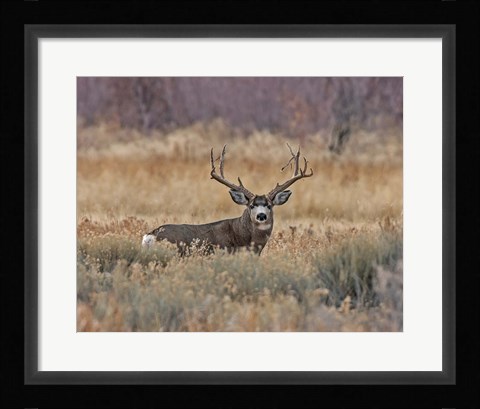 Framed Mule Deer Buck III Print