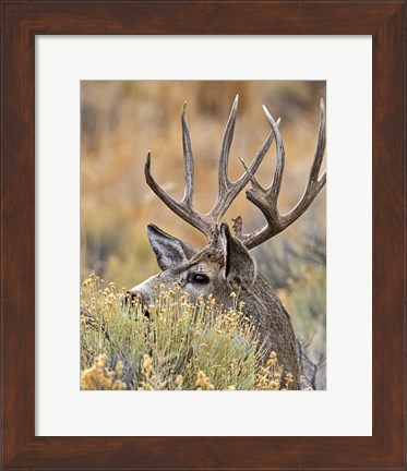 Framed Mule Deer Buck IV Print