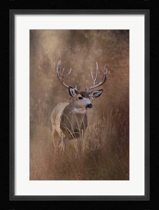 Framed Muley - Malheur Print