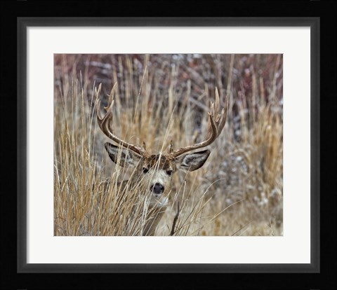 Framed Muley - Malheur II Print