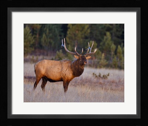 Framed Bull Elk Print