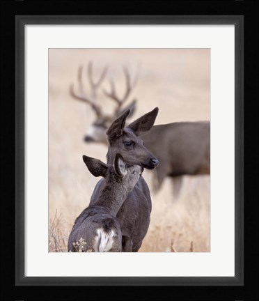 Framed Dark Mule Deer Doe Print