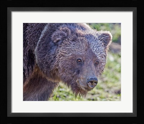 Framed Grizzly Bear Boar Print