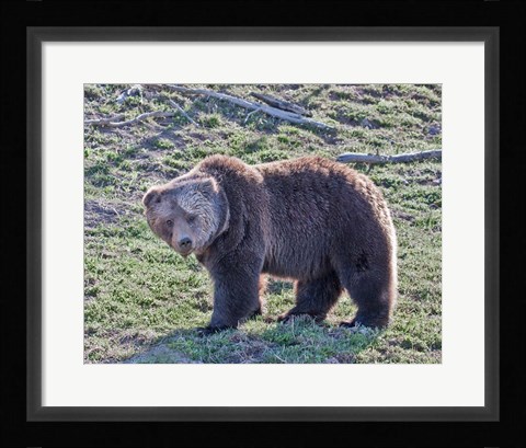 Framed Grizzly Bear Boar II Print