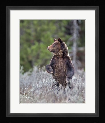 Framed Grizzly Two Year Old Print