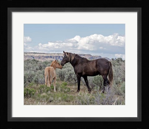 Framed Copper Pennys Foal &amp; Juniper Print