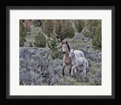 Framed Palomino Mare &amp; Colt Print