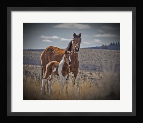 Framed Sequoyah Colt Print