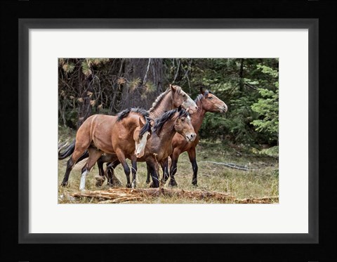 Framed Dreamsickle, Scarbutt &amp; Bachelors Print