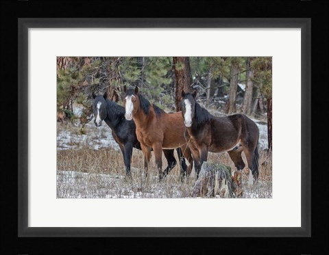 Framed Ochoco Bachelors Print