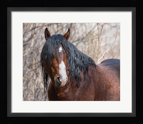 Framed Half Mask - Ochoco Stallion Print