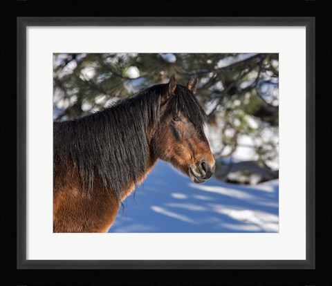Framed Johnny - Ochoco Stallion Print