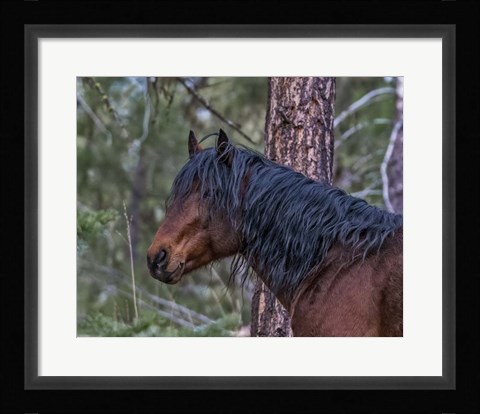 Framed Ochoco Bay Stallion Print