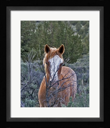 Framed Filly - Palomino Buttes Print