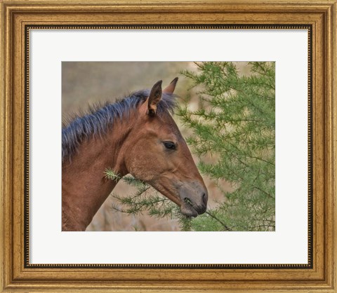 Framed Ochoco Foal &amp; Larch Print