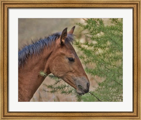 Framed Ochoco Foal &amp; Larch Print