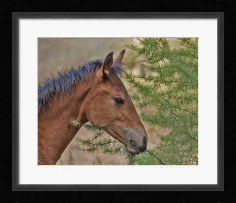 Framed Ochoco Foal &amp; Larch Print