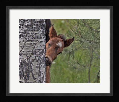 Framed Ochoco Foal - Ochoco Print