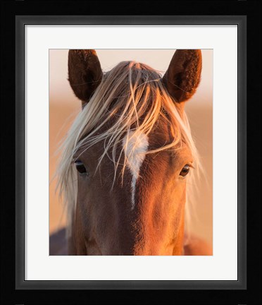 Framed Curious Print