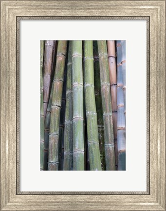 Framed Bamboo Fence Print
