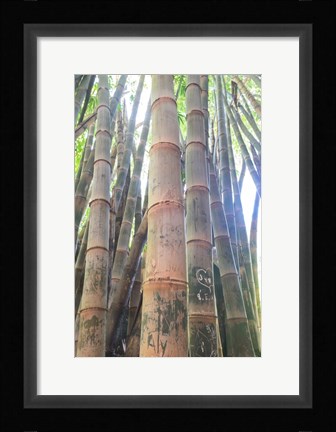 Framed Bamboo Grove Sunburst Print