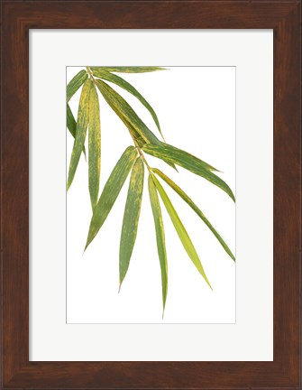 Framed Bamboo Branch Print